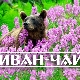 Иван-чай – исконно русский полезный напиток