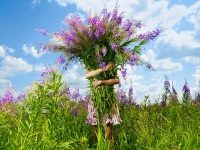 Лечебные чаи на основе иван-чая