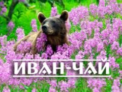 Иван-чай – исконно русский полезный напиток