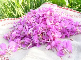 Цветки иван-чая