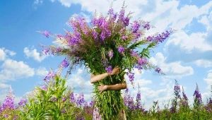 Свойства лечебных чаев на основе иван-чая