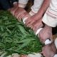 Cкручивание иван-чая